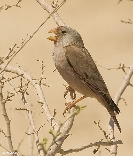  Trumpeter Finch  Bucanetes githagineus  , Arava valley, 18-03-09 Lior Kislev               